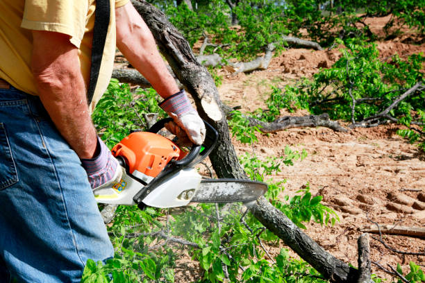 Professional  Tree Services in Paxton, IL